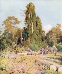 Teakholzverladung in Kokogon